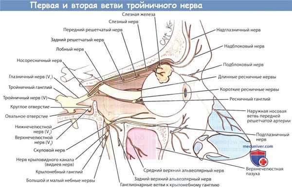 Первая и вторая ветви тройничного нерва