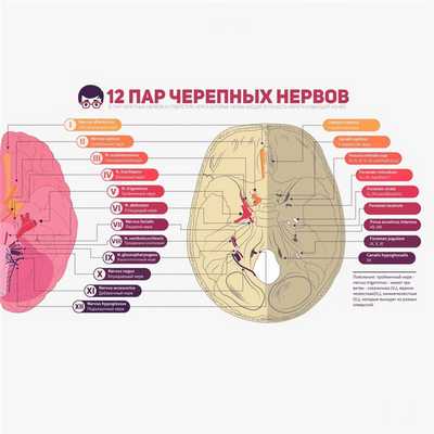 Нервные ответвления на лице., изображение №1