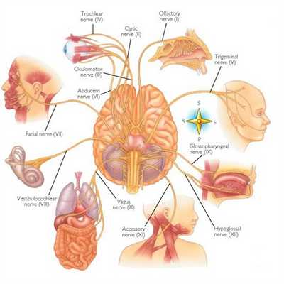 Нервные ответвления на лице., изображение №2