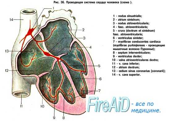 Иннервация сердца. Хронотропный эффект. Дромотропный эффект. Инотропный эффект. Батмотропный эффект.