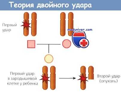 Теория двойного удара