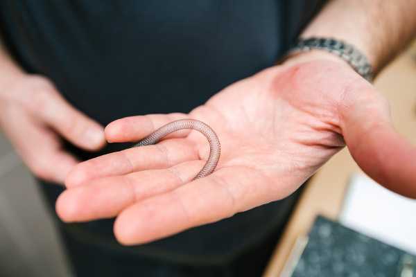 Современные стенты выдерживают перегибы