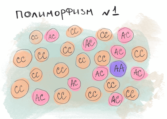 Визуальный пример однонуклеотидных полиморфизмов в популяции