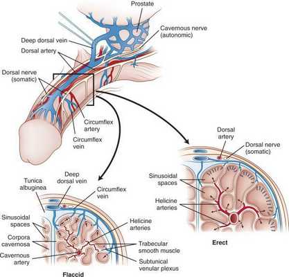 Система кровоснабжения в половом члене