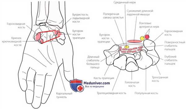 Неврологическое исследование запястья и кисти