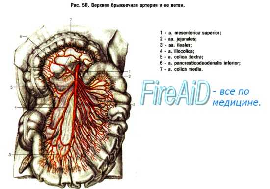 Верхняя брыжеечная артерия и ее ветви