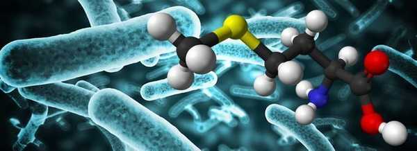 микробный синтез аминокислот