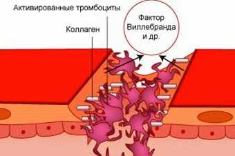 Функции тромбоцитов