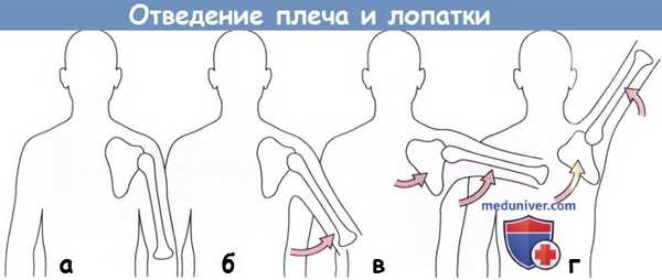 Отведение плеча и лопатки
