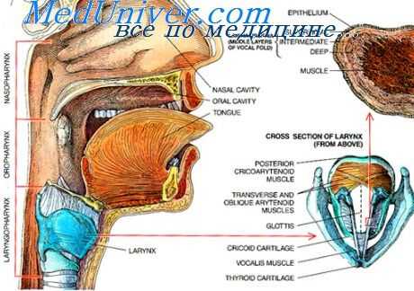 исследование гортани