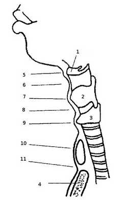 Пальпация гортани и шеи