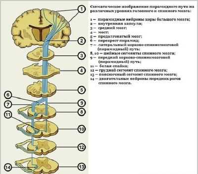 Пирамидные рефлексы