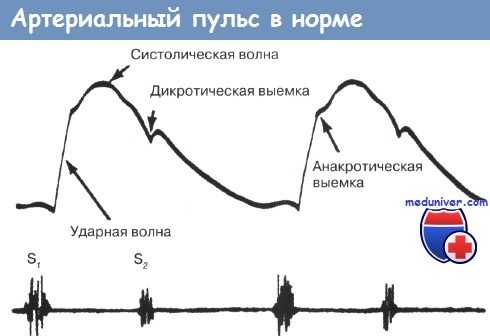 Пульс в норме