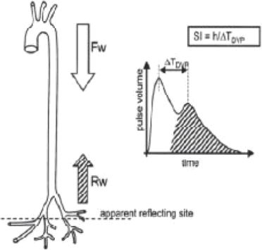 Прямая и обратная волны в формировании пульсовой волны