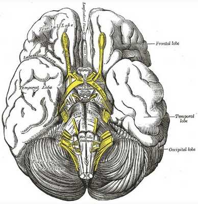 синдром фостера-кеннеди