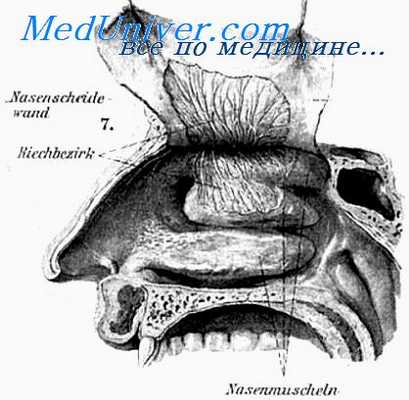 обонятельные нервы