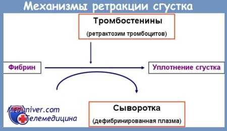 механизмы ретракции сгустка