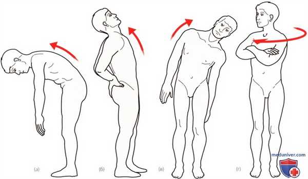 Исследование активных и пассивных движений в пояснично-крестцовом отделе позвоночника