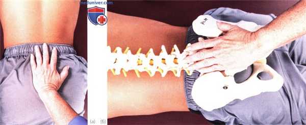 Исследование подвижности пояснично-крестцового отдела позвоночника