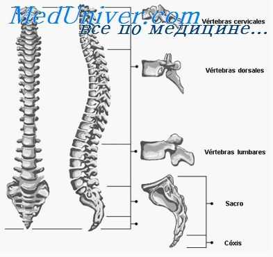 поясничный отдел позвоночника