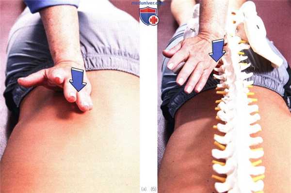 Исследование подвижности пояснично-крестцового отдела позвоночника