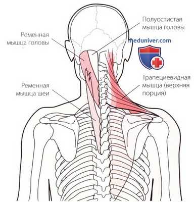 Тесты на сопротивление в шейном и грудном отделах позвоночника