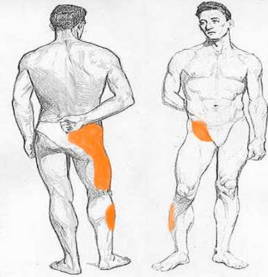 Модель таза. КПС обозначены зеленым цветом