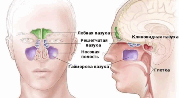 Схематичное изображение синусов