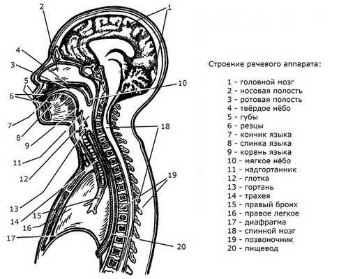 Строение речевого аппарата
