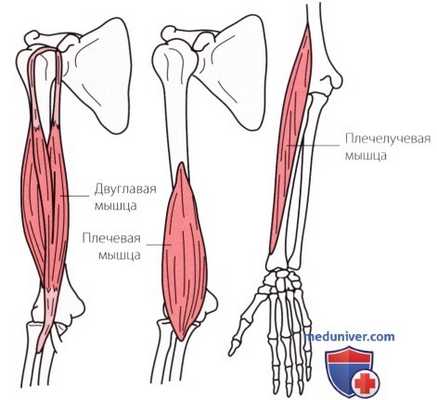 Исследование сопротивления в локтевом суставе