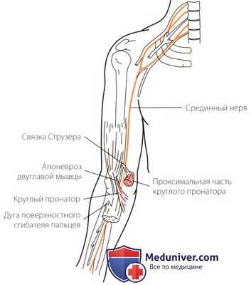 Неврологическое исследование локтевого сустава