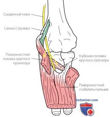 Неврологическое исследование локтевого сустава