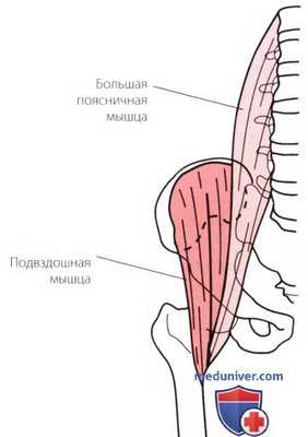 Исследование сопротивления в тазобедренном суставе