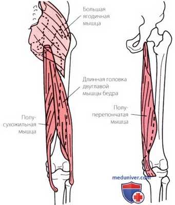 Исследование сопротивления в тазобедренном суставе