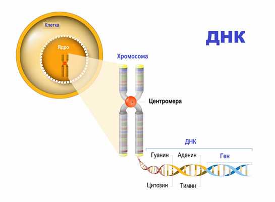 ДНК и гены.jpg