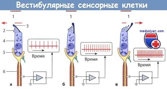 Вестибулярные сенсорные клетки