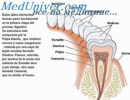коронки зубов