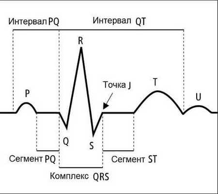 Рисунок стандартной ЭКГ