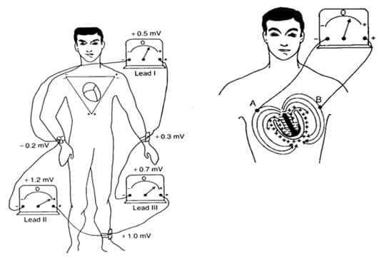 Сердце как электрический диполь