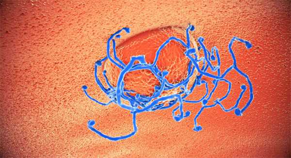 Фрагмент жизненного цикла вируса гепатита C («Троицкий вариант» № 22, 2020)