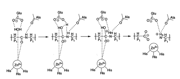 Реакция протеолиза