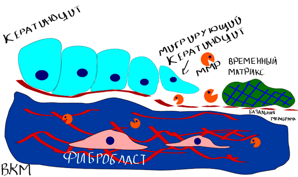 Заживление раны