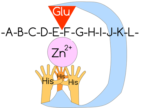 Строение активного центра ММП