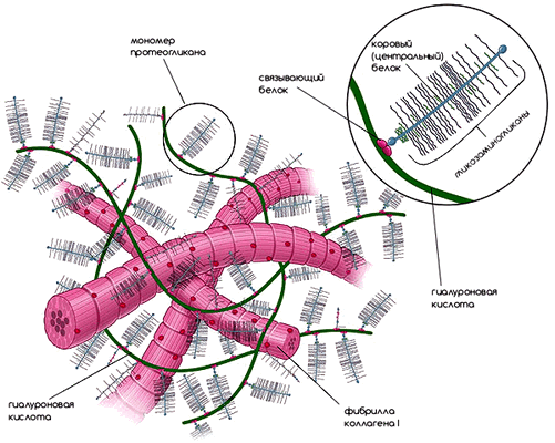 Внеклеточный матрикс