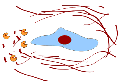 ММП разрушают внеклеточный матрикс