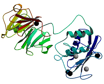 Структура коллагеназы ММП-1