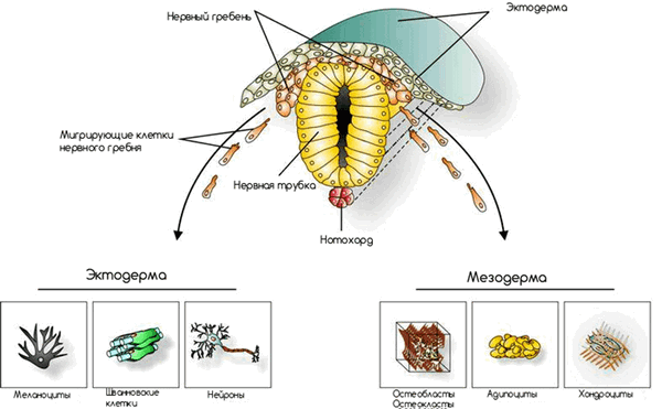 Клетки нервного гребня в эмбриогенезе