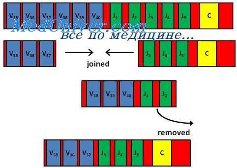 антителообразующие клетки