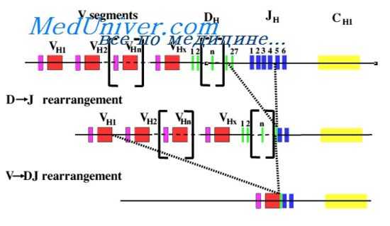 жесткое подавление V-генов