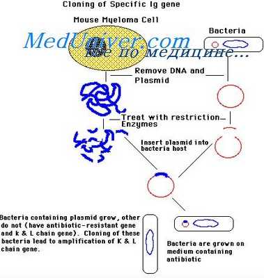 активация В-лимфоцитов